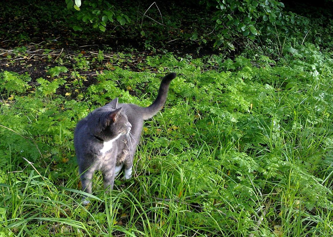 Huskat Castro - morgensol i dugvådt græs, sikken et katteliv billede 4
