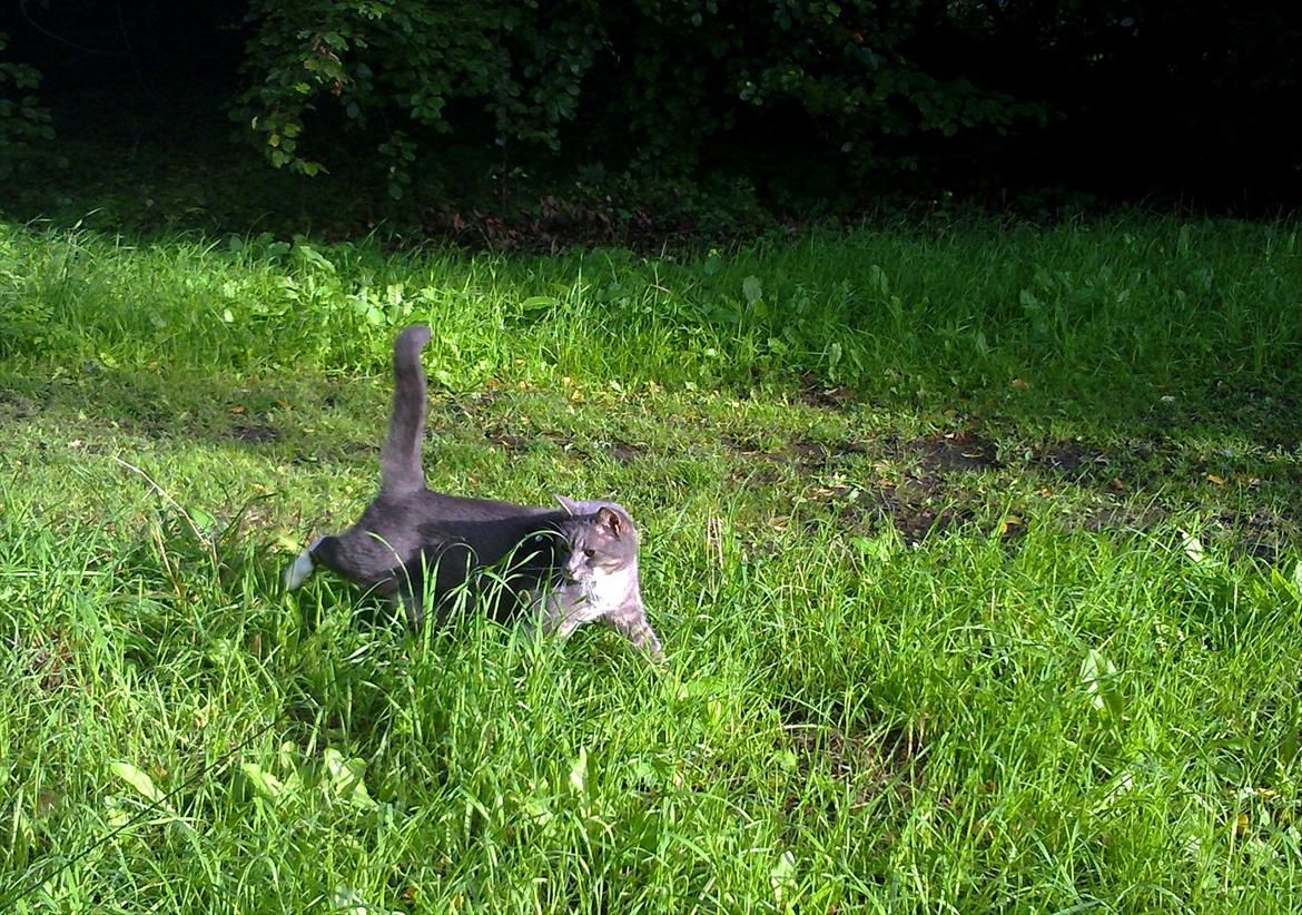 Huskat Castro billede 16