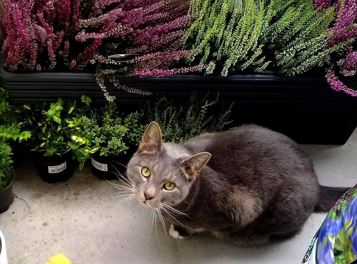 Huskat Castro billede 6