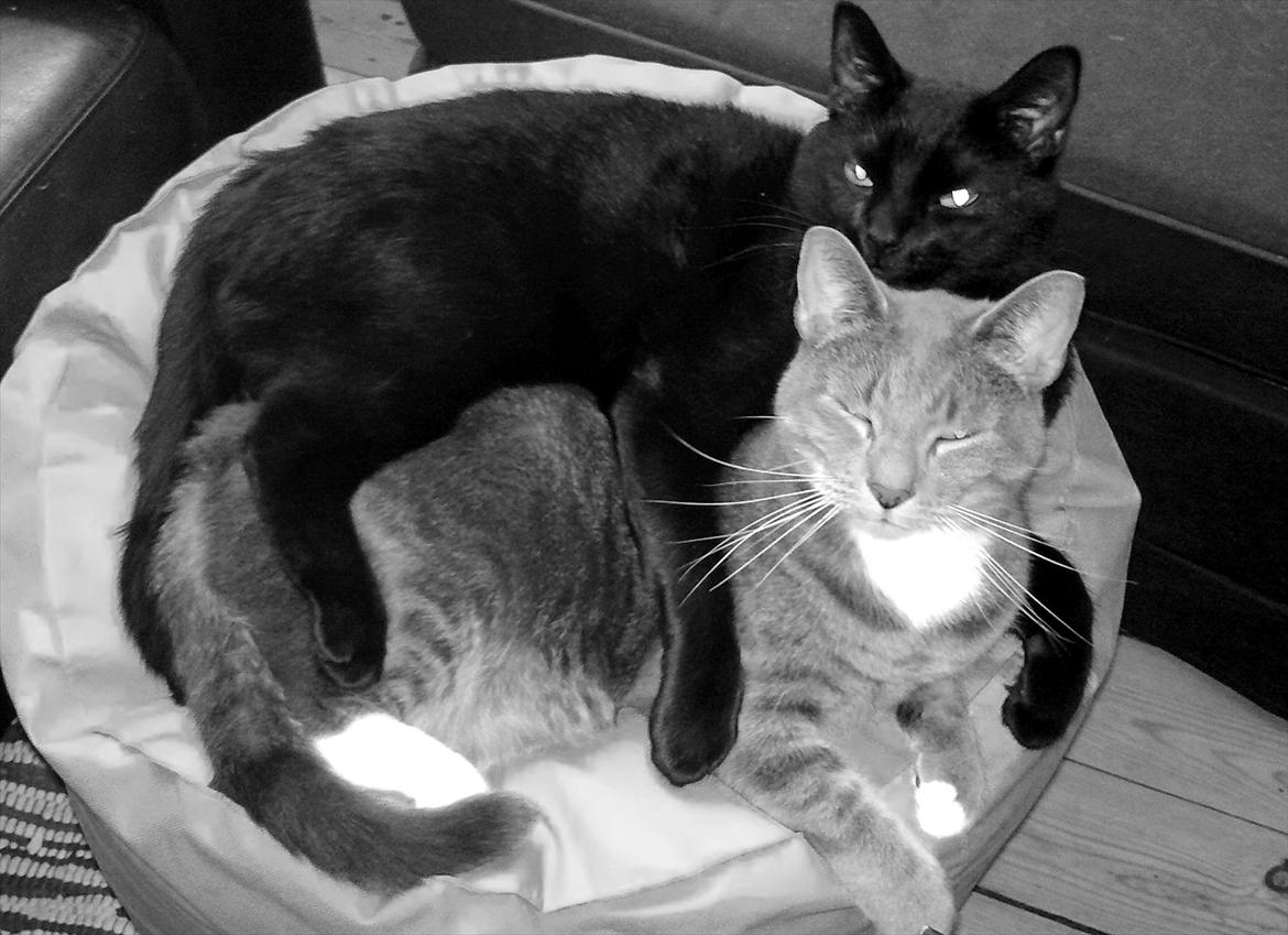 Huskat Castro - uhh vi har det godt billede 3