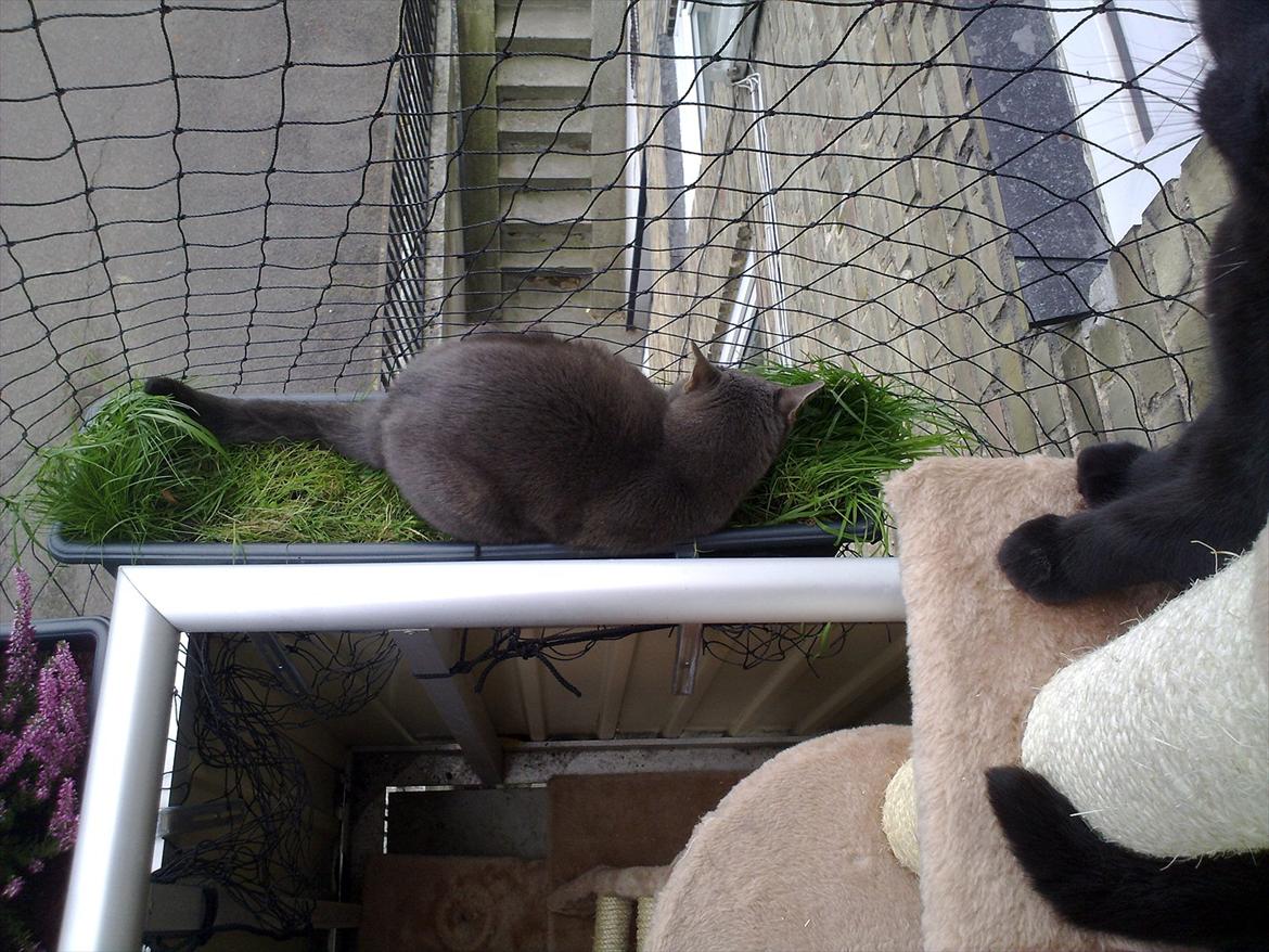 Huskat Castro - yndlingsplads, der dog nu er flyttet på altanens gulv billede 17