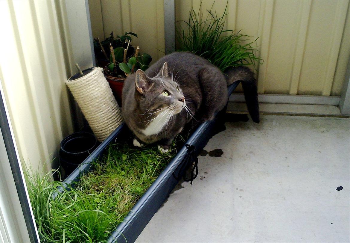 Huskat Castro - castro elsker at ligge i græsset billede 2