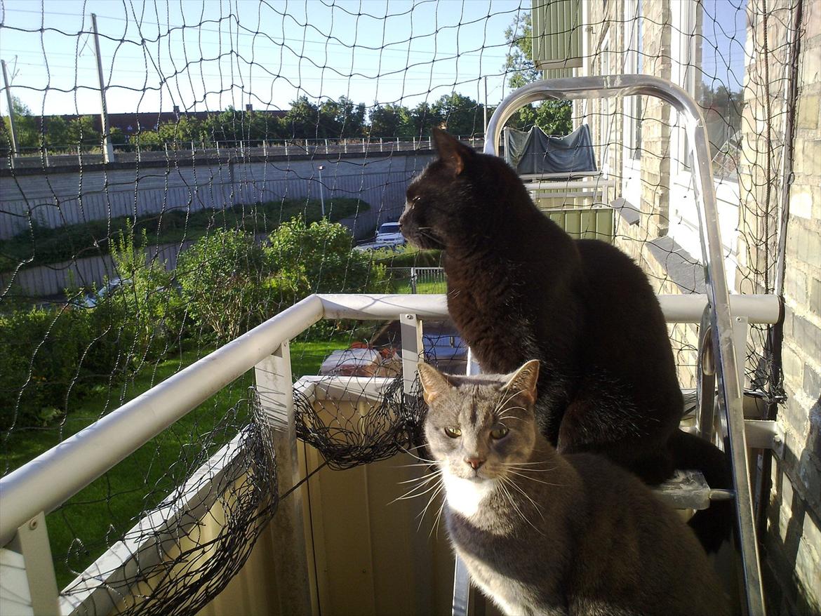 Huskat fidel billede 13