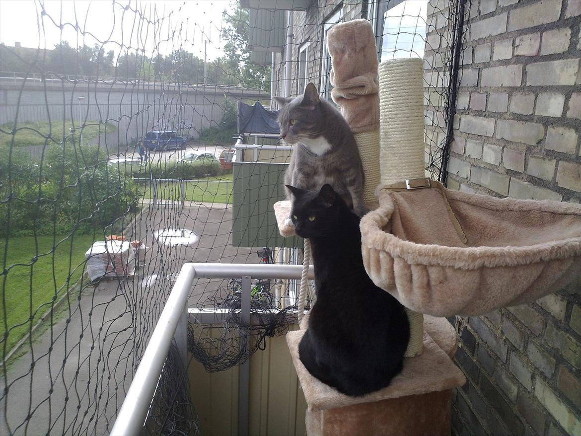 Huskat fidel billede 14