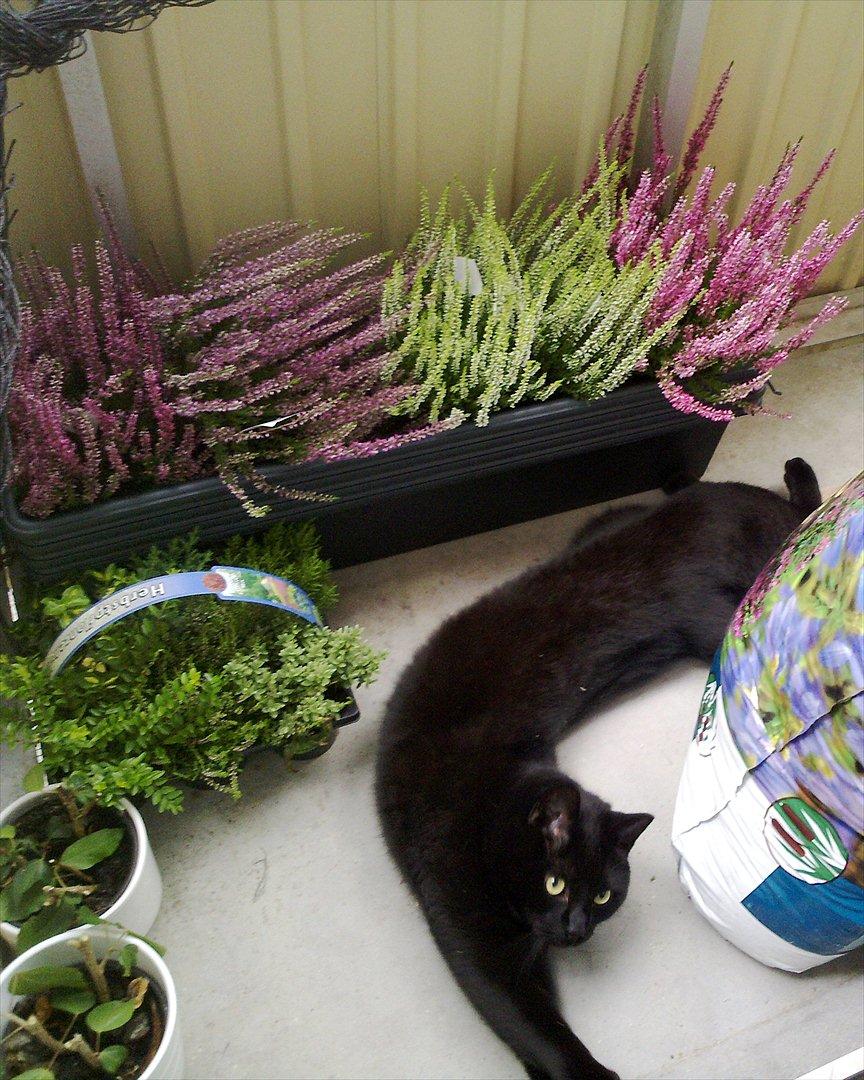 Huskat fidel - fidel eeeelsker den nye altan med net
 billede 2