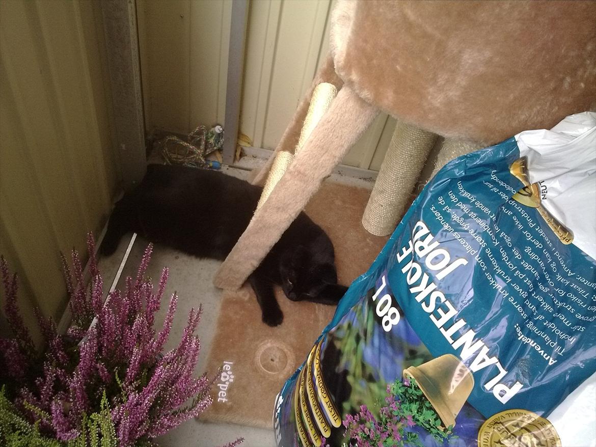 Huskat fidel billede 15