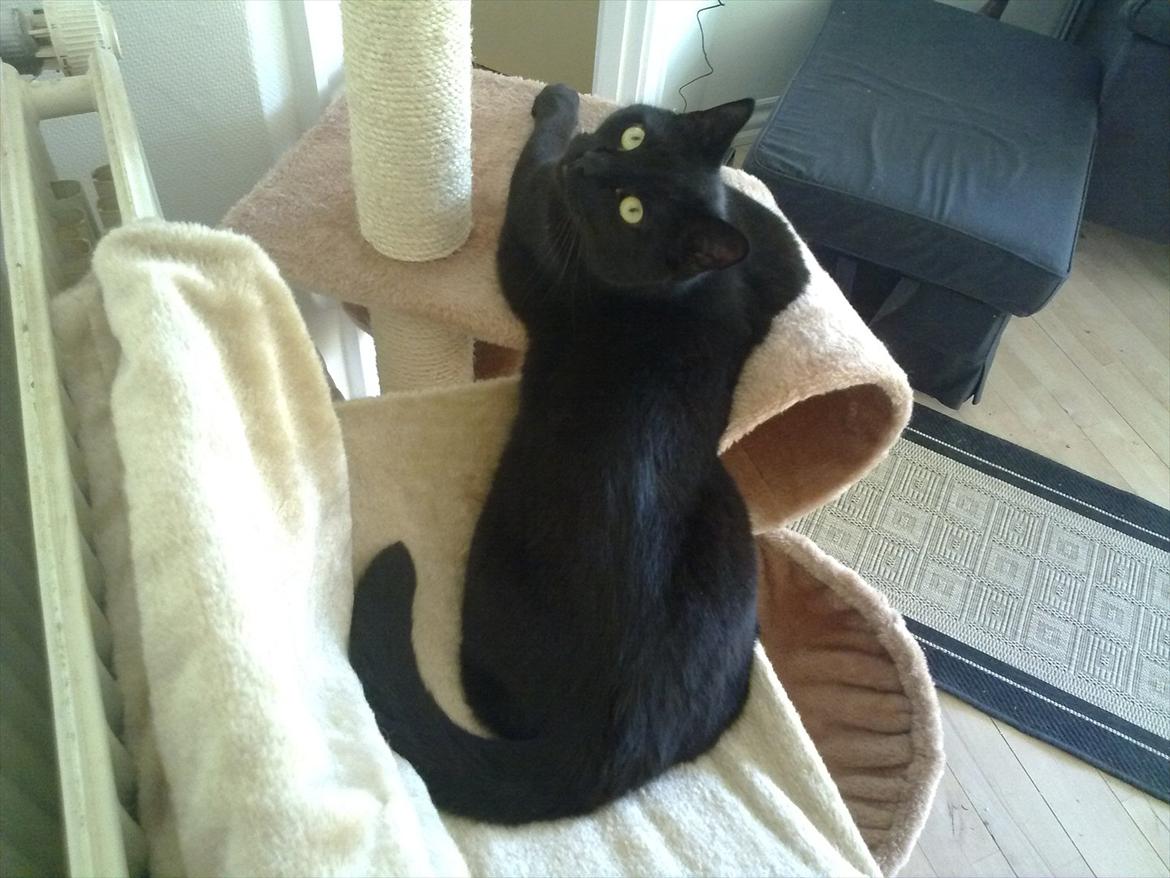 Huskat fidel billede 16