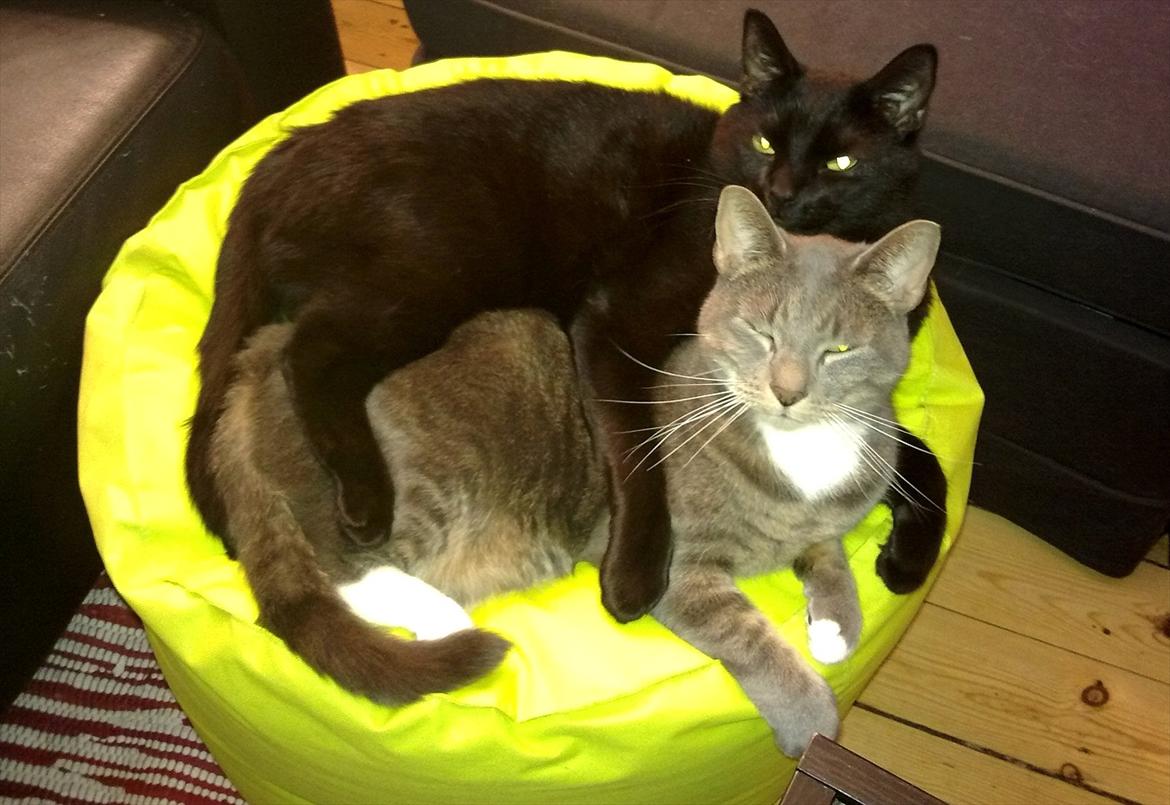 Huskat fidel billede 17