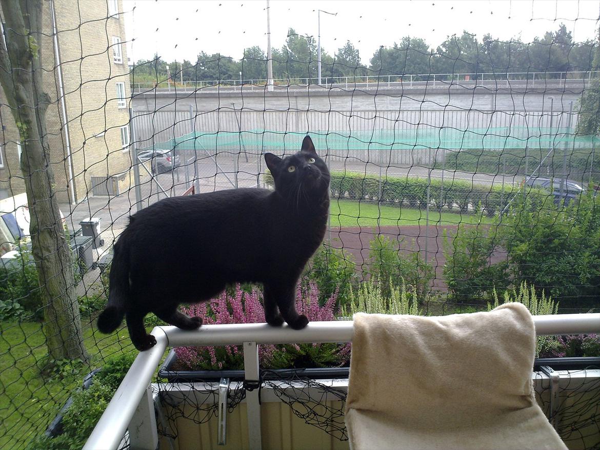 Huskat fidel billede 18