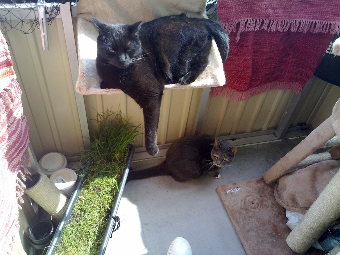 Huskat fidel - og i solskin kommer hængekøjen ud på altanen også billede 4