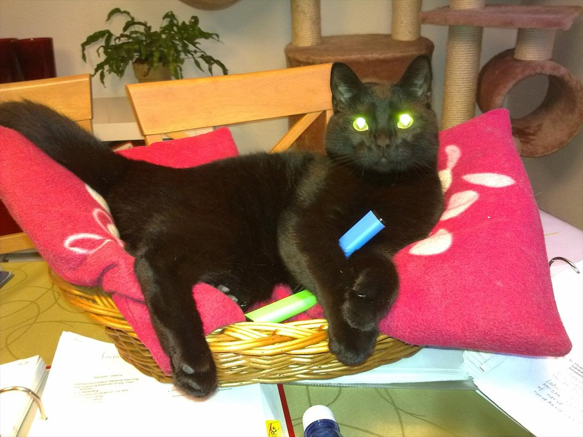 Huskat fidel billede 6