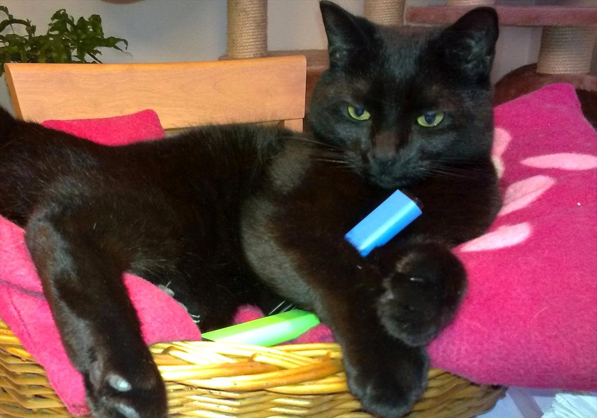 Huskat fidel - overstregningstusser er det bedste legetøj billede 1