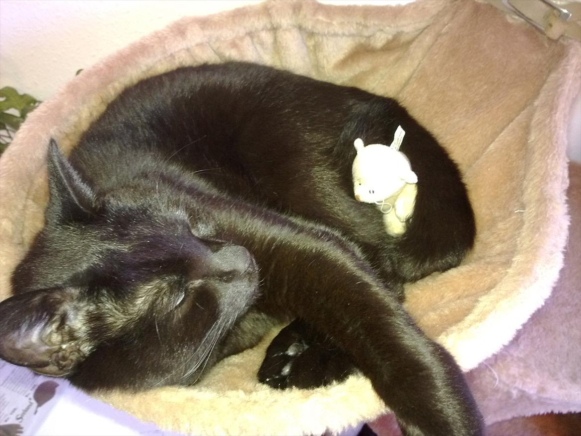 Huskat fidel billede 19