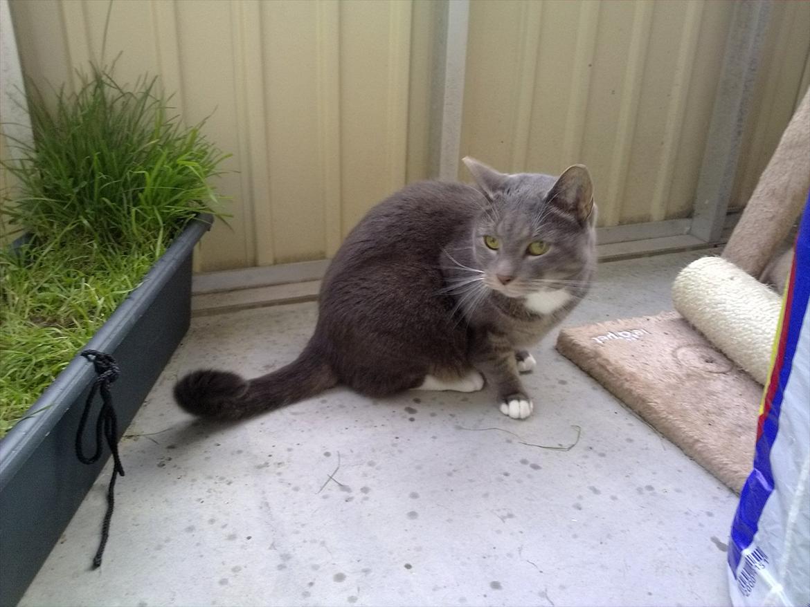 Huskat Castro billede 18