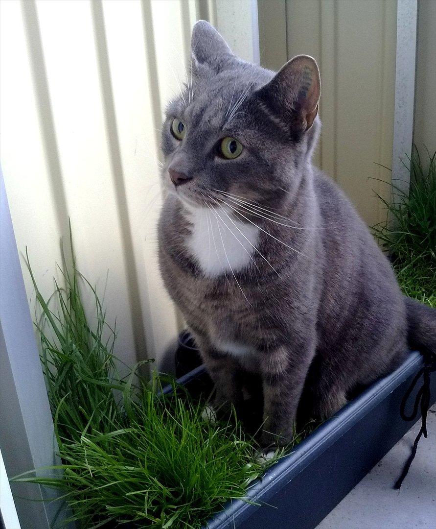 Huskat Castro billede 19