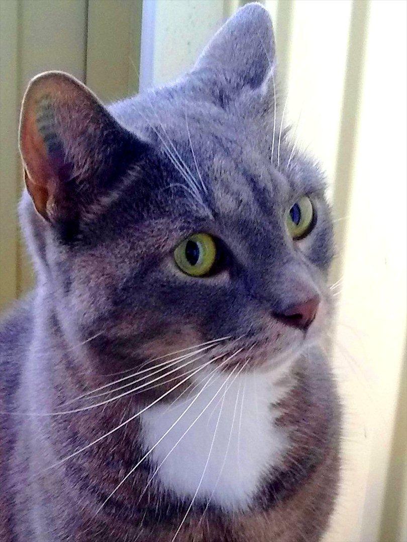 Huskat Castro - er jeg bare smuk eller er jeg smuk billede 1