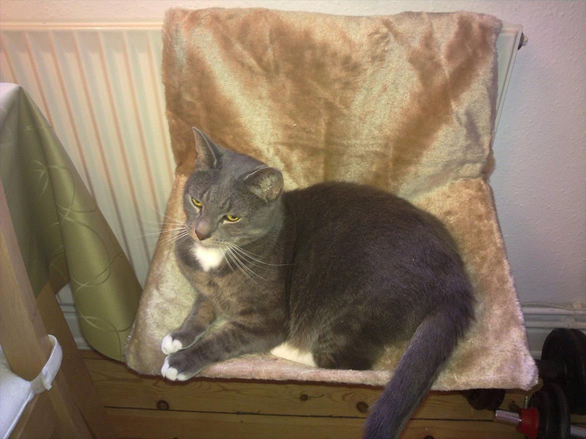 Huskat Castro billede 20