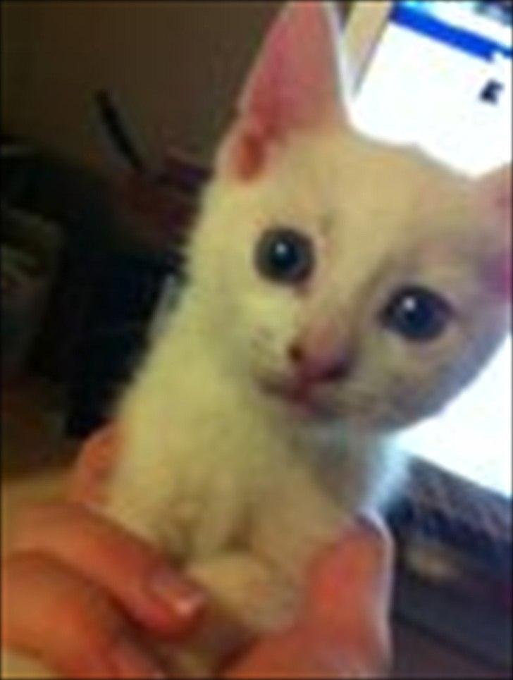 Huskat Cornelius - Cornelius 6 uger billede 2