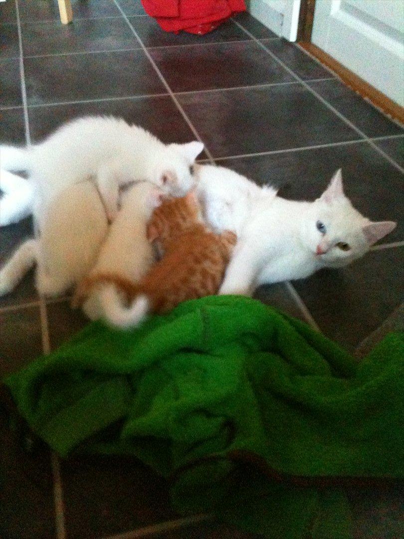 Huskat Cornelius billede 3