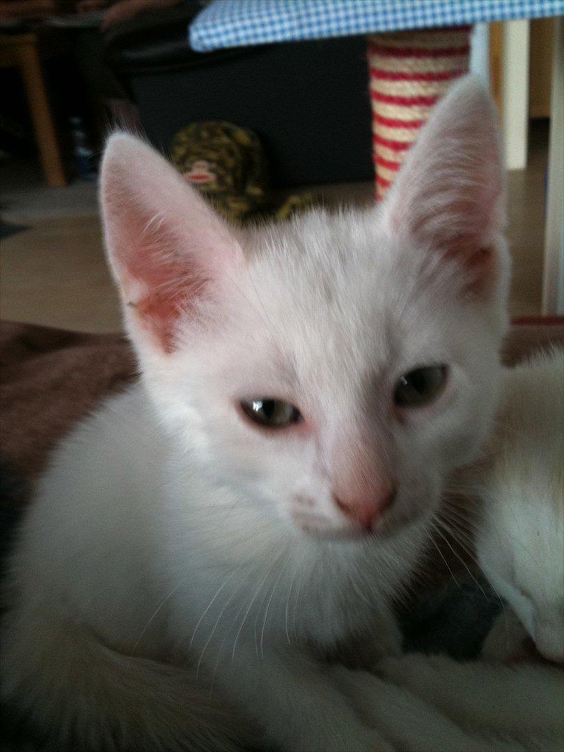 Huskat Cornelius billede 4