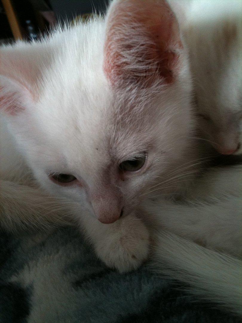 Huskat Cornelius billede 5