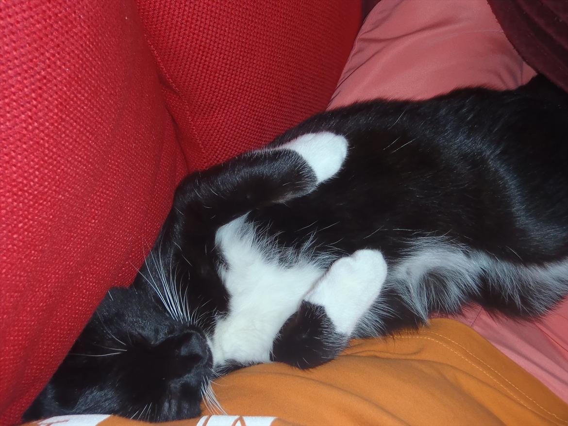 Blanding af racer Gizmo billede 10