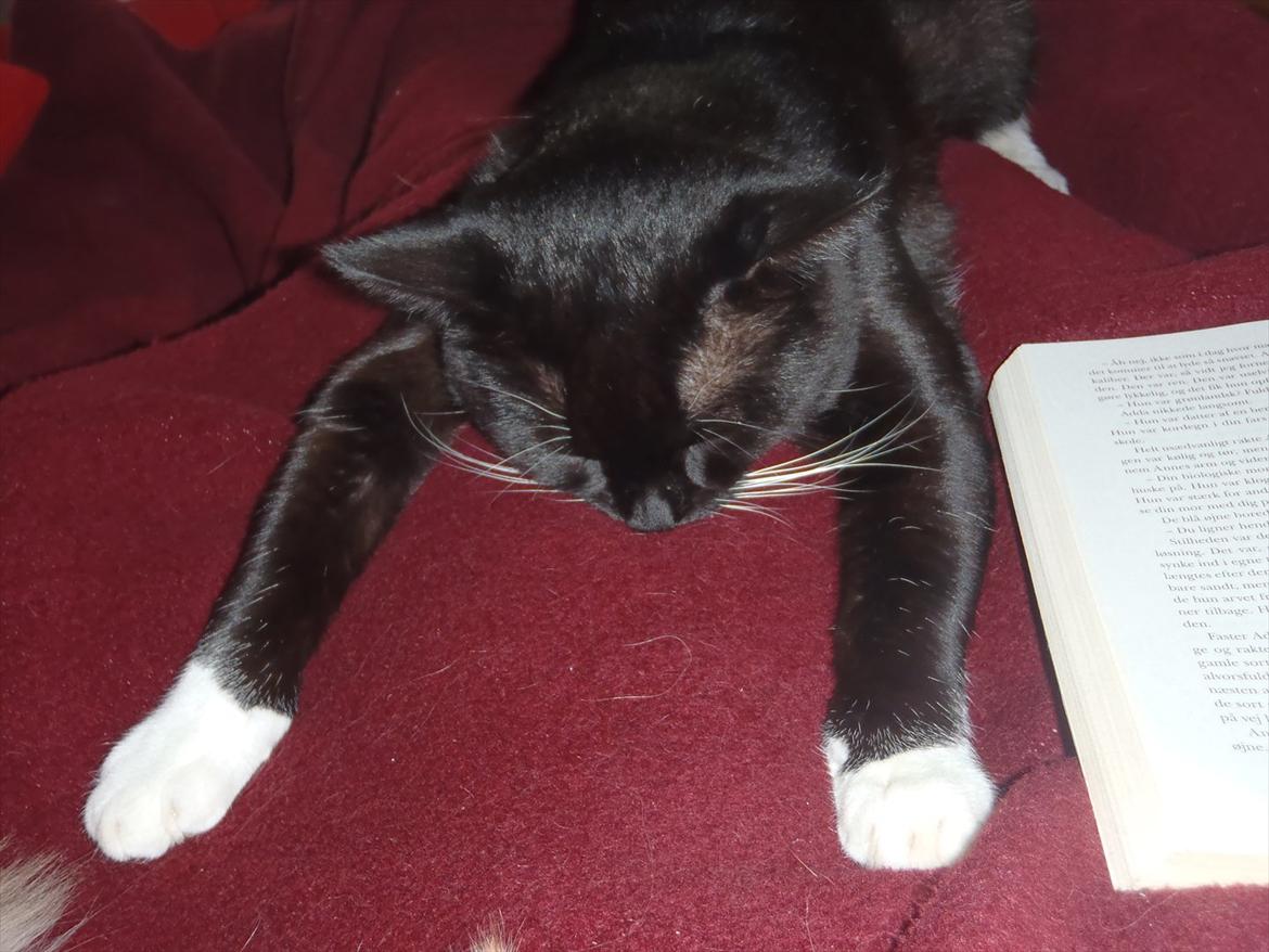 Blanding af racer Gizmo billede 11