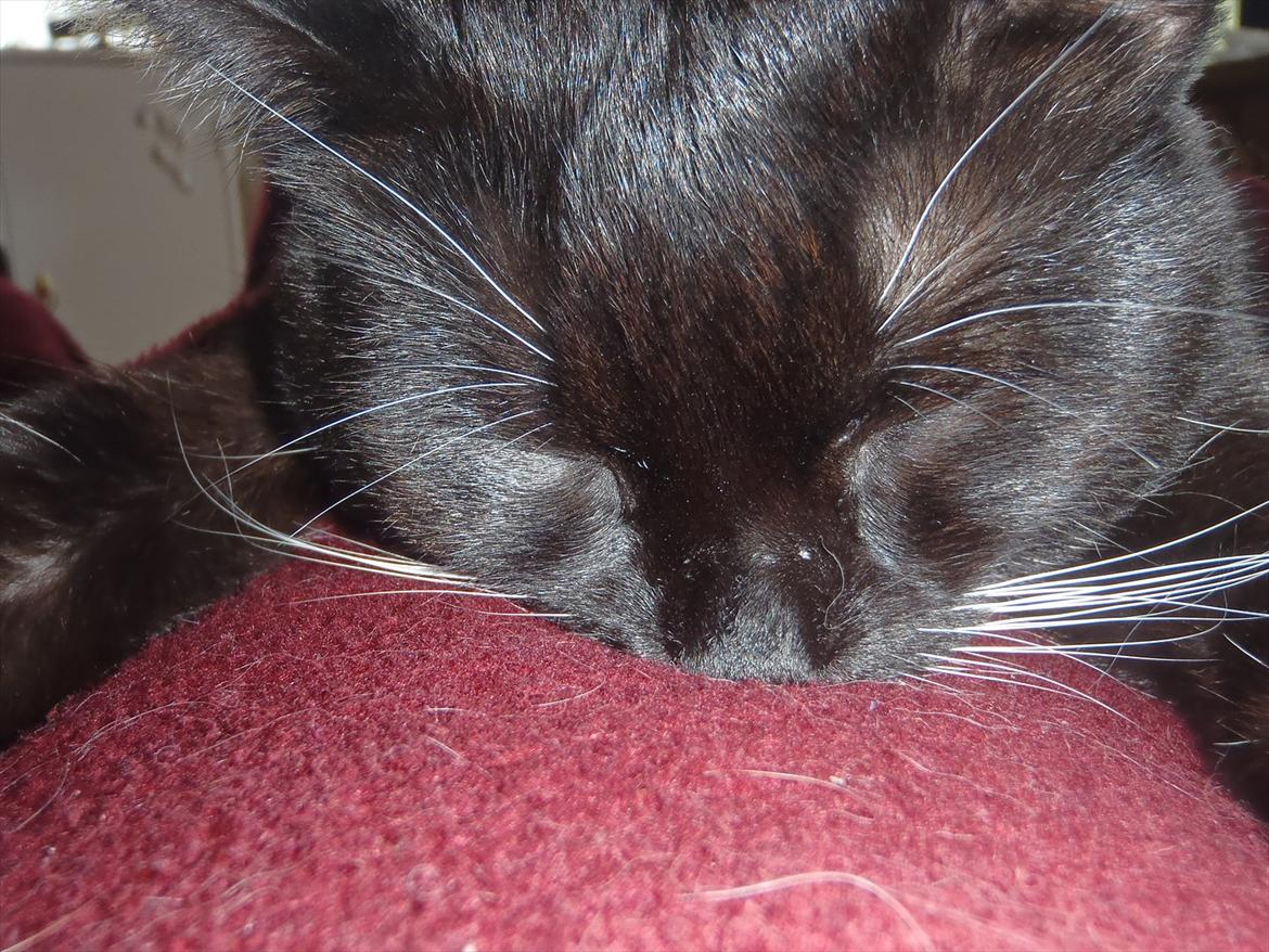 Blanding af racer Gizmo billede 12