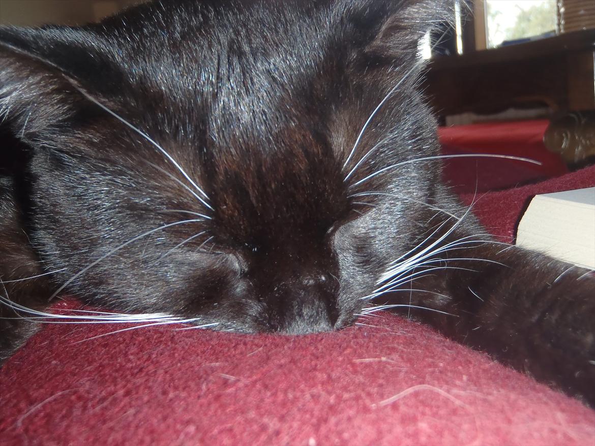 Blanding af racer Gizmo billede 13