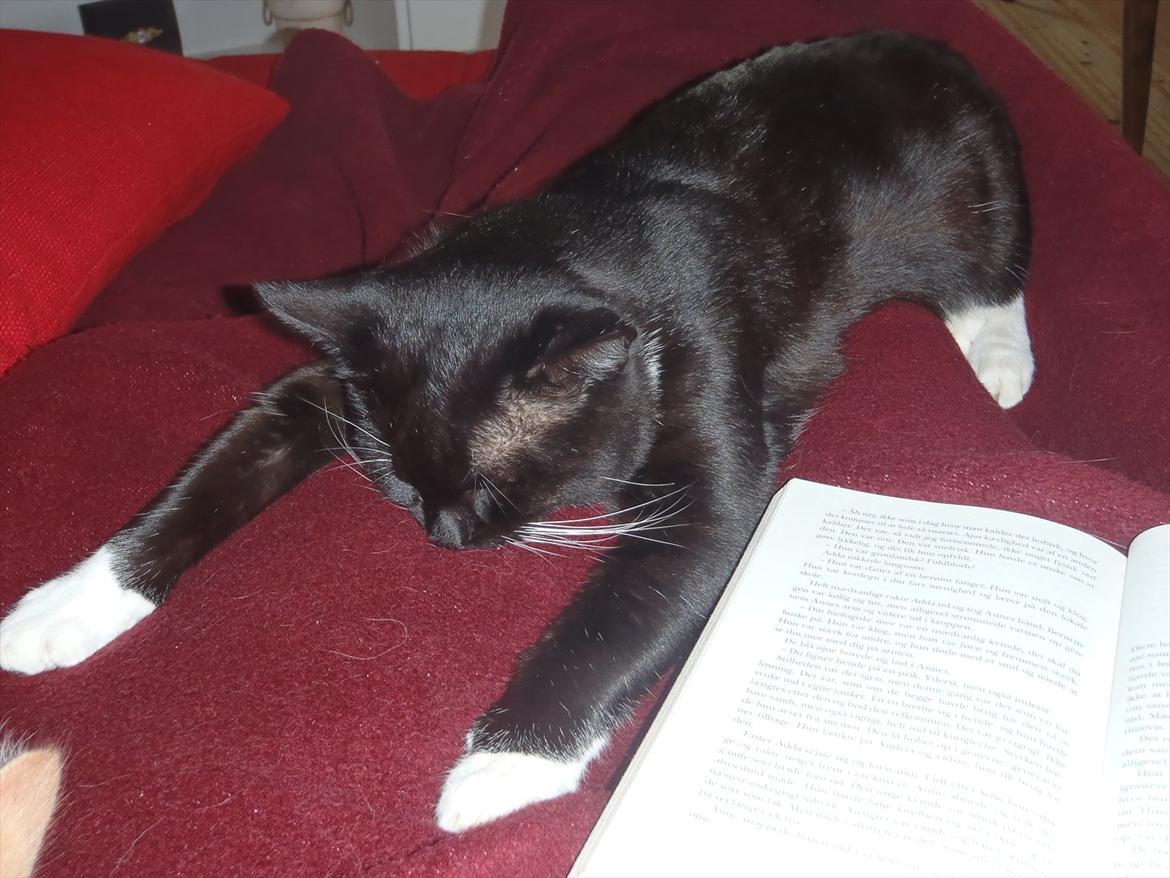 Blanding af racer Gizmo billede 14