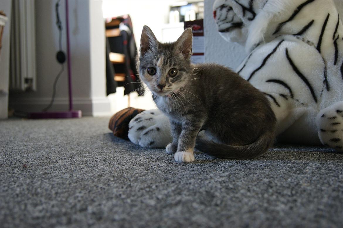 Blanding af racer Tulle - Velkommen til Tulles profil, læg en kommentar og en bedømmelse:D billede 1