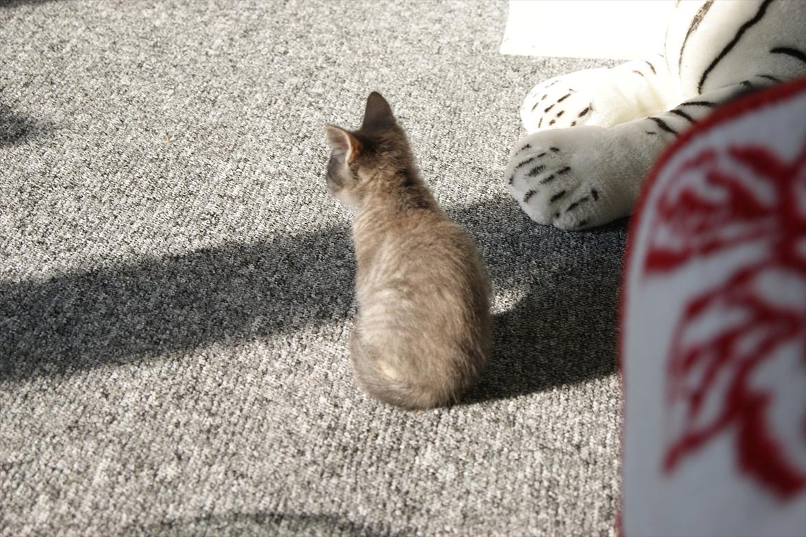 Blanding af racer Tulle - Når enden er god er altid godt - tak fordi i kiggede med. billede 11