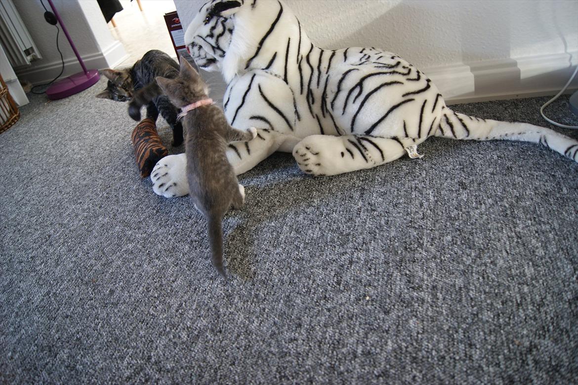 Blanding af racer Tulle - Haha, nu kommer jeg efter dig. billede 2