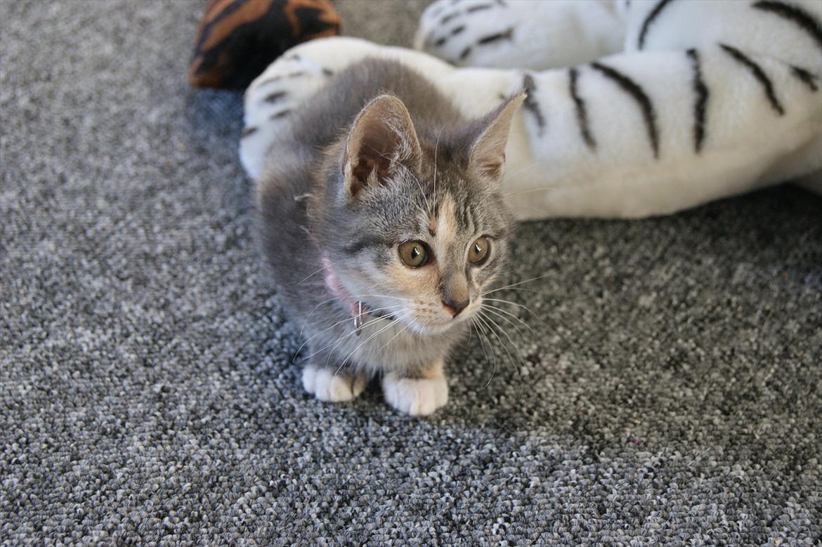 Blanding af racer Tulle - Say what! :o billede 3