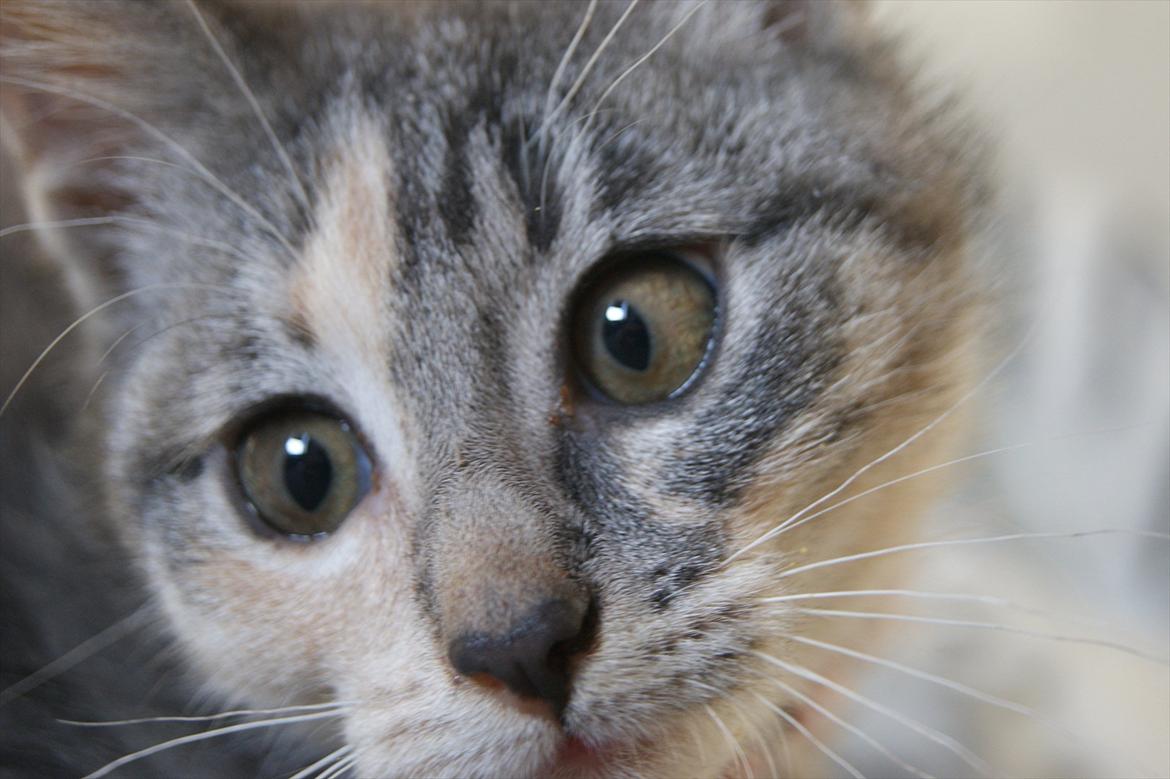 Blanding af racer Tulle - Se det er sådan en skeløjet kat ser ud:D billede 4