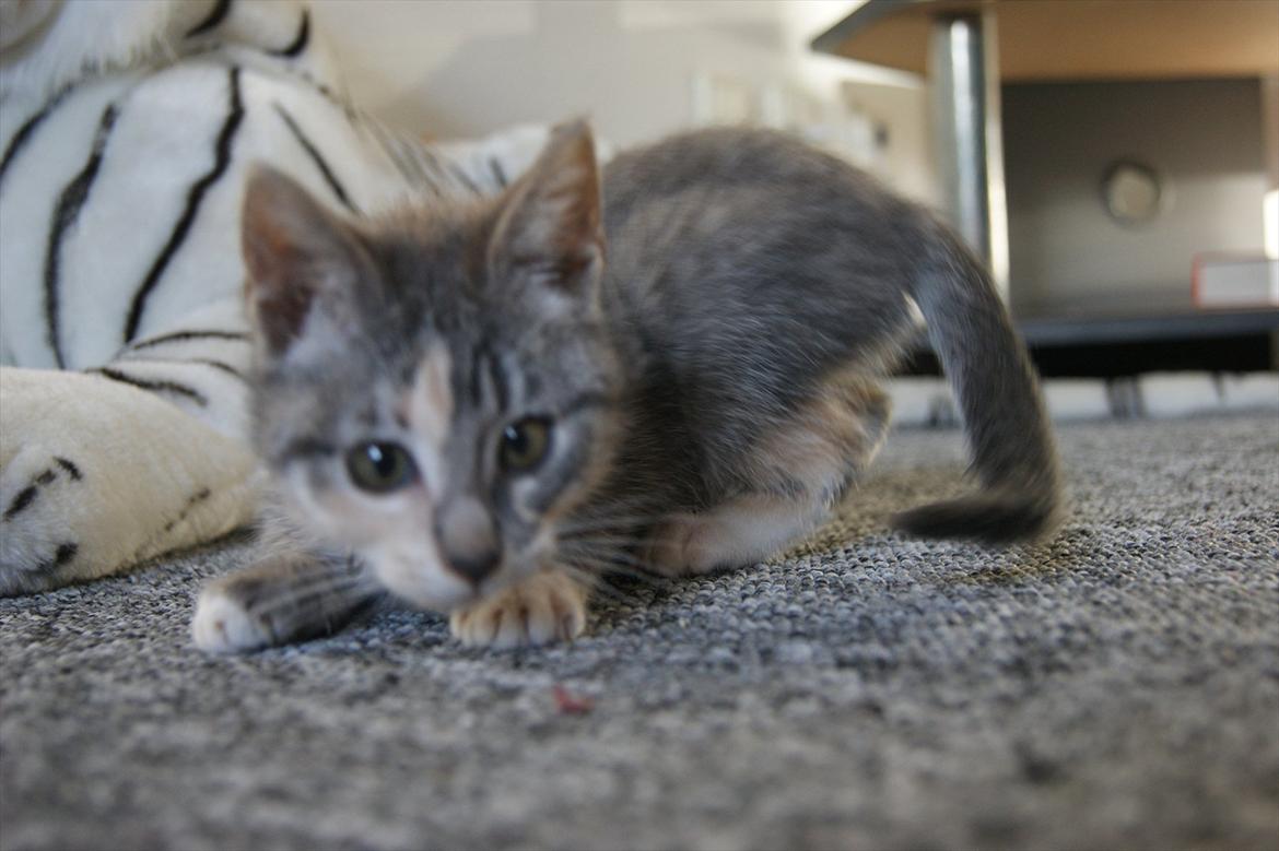 Blanding af racer Tulle - Jeg er en stor farlig tiger billede 5