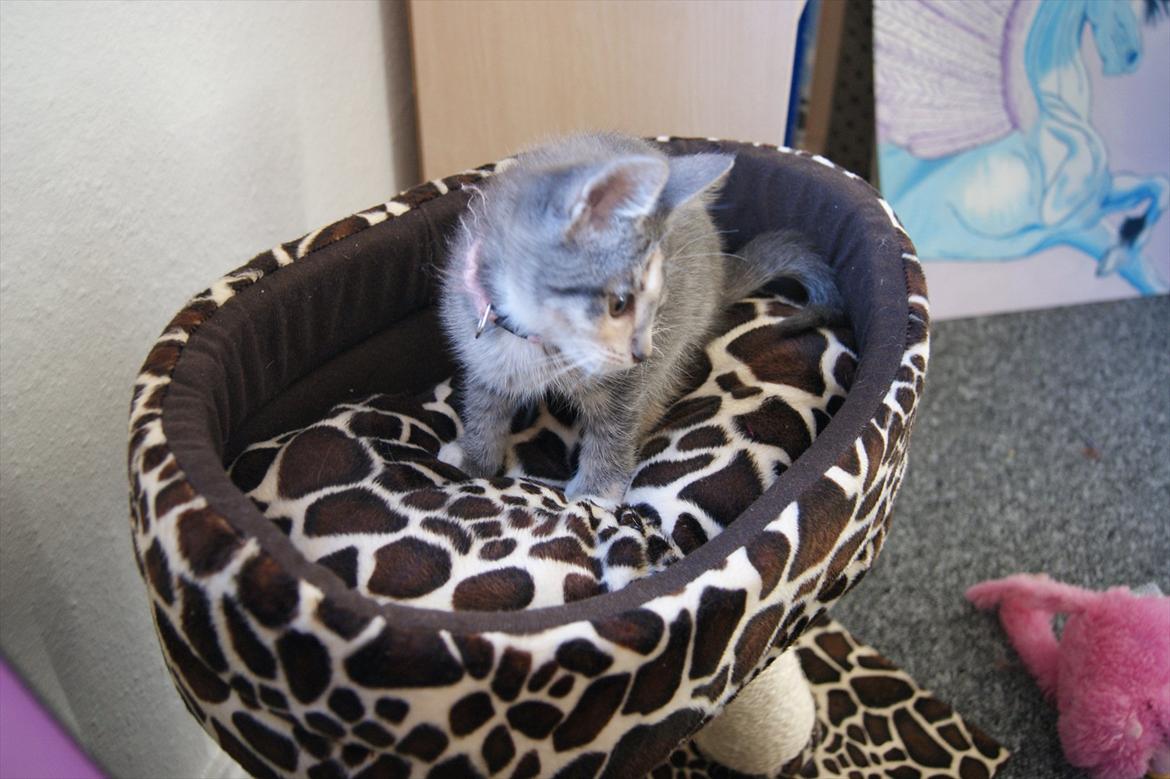 Blanding af racer Tulle - Her slapper jeg så af:) billede 6