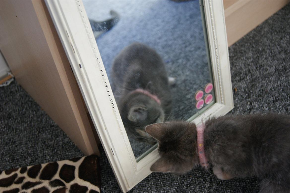 Blanding af racer Tulle - Hallo der er en kat der inde billede 7