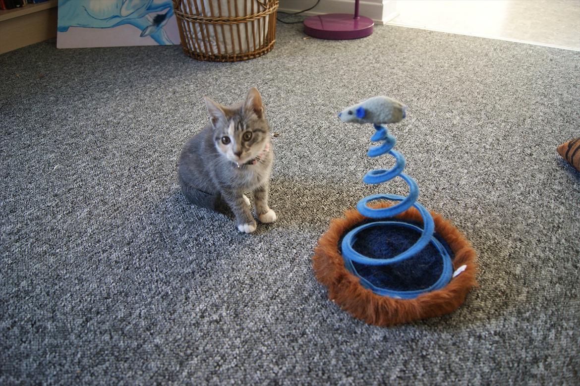 Blanding af racer Tulle - Hehe :D legetøj billede 8