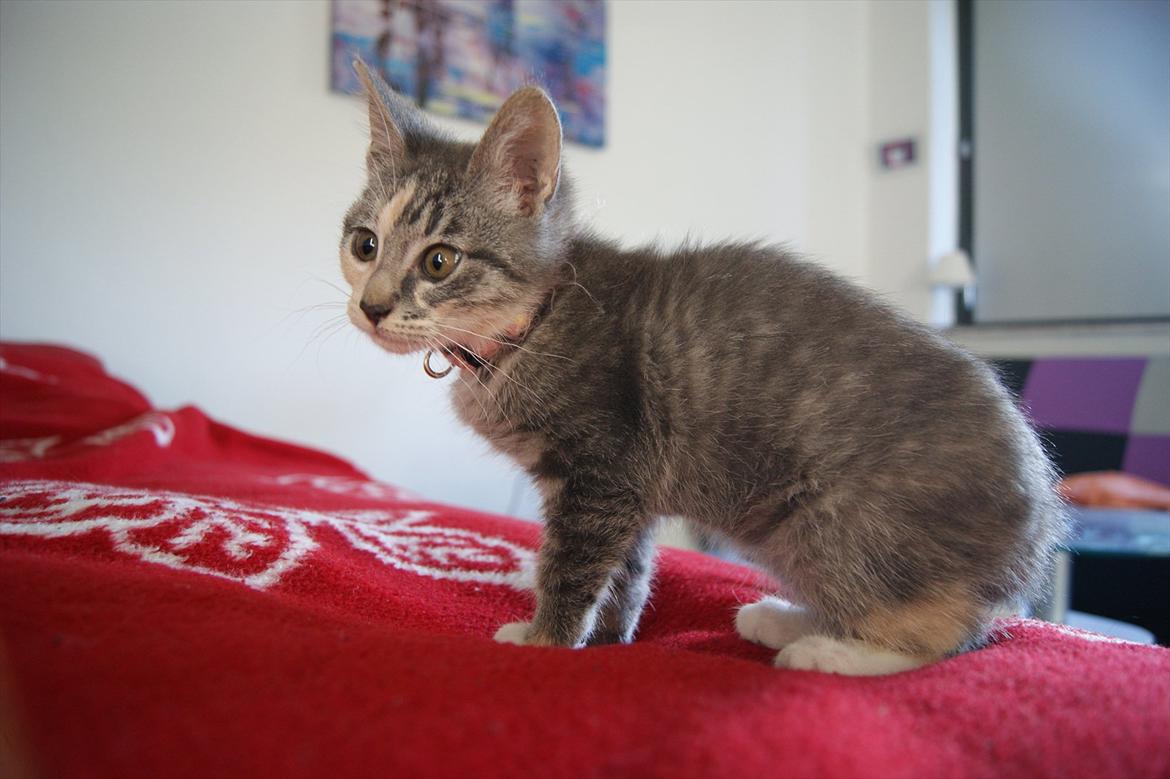 Blanding af racer Tulle - Puh det var hårdt, men jeg kravlede os selv op. billede 9