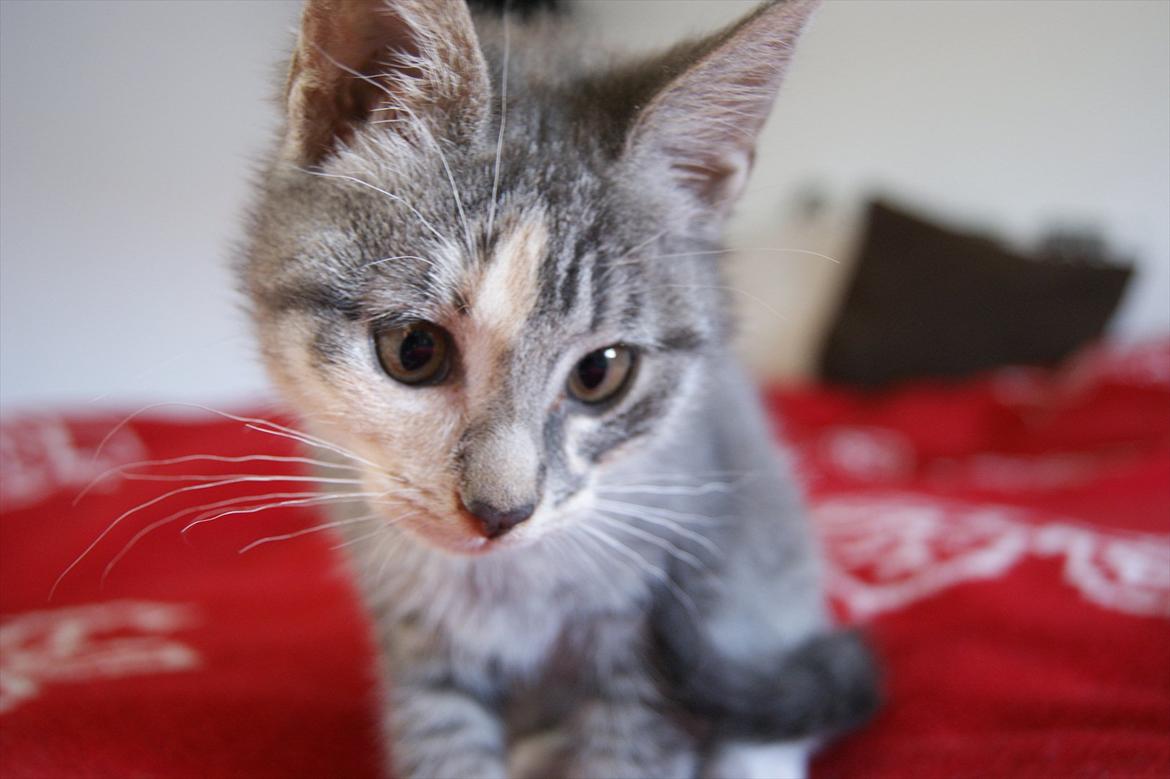 Blanding af racer Tulle - Jeg kan sagtens se sød ud :i billede 10