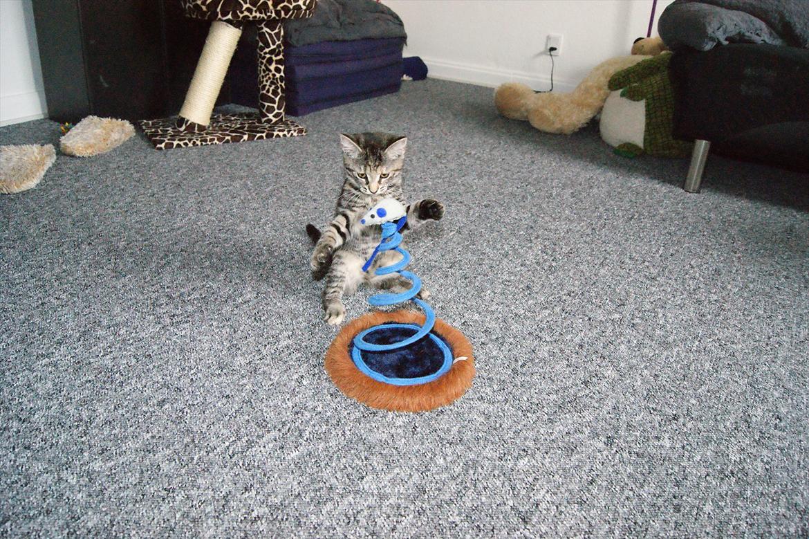 Blanding af racer Pucca - Haha! xD jeg eeeeelsker mit legetøj billede 15