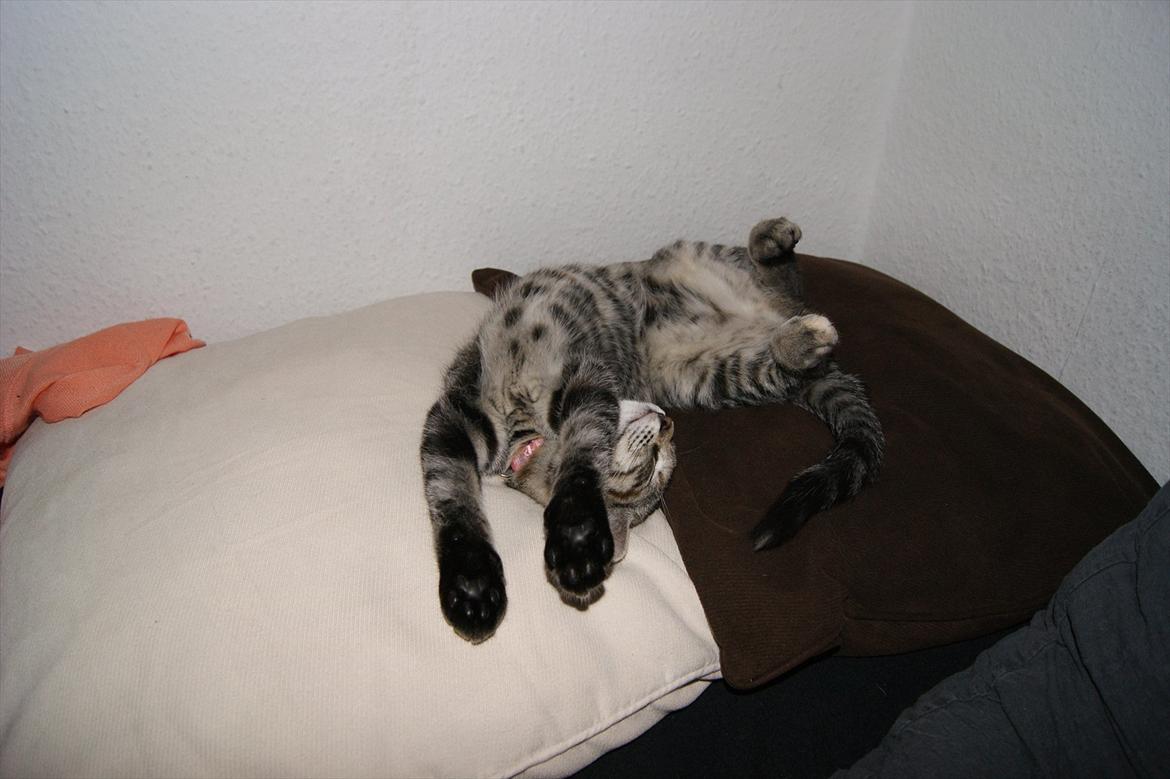 Blanding af racer Pucca - Uff jeg ligger godt da :D billede 16