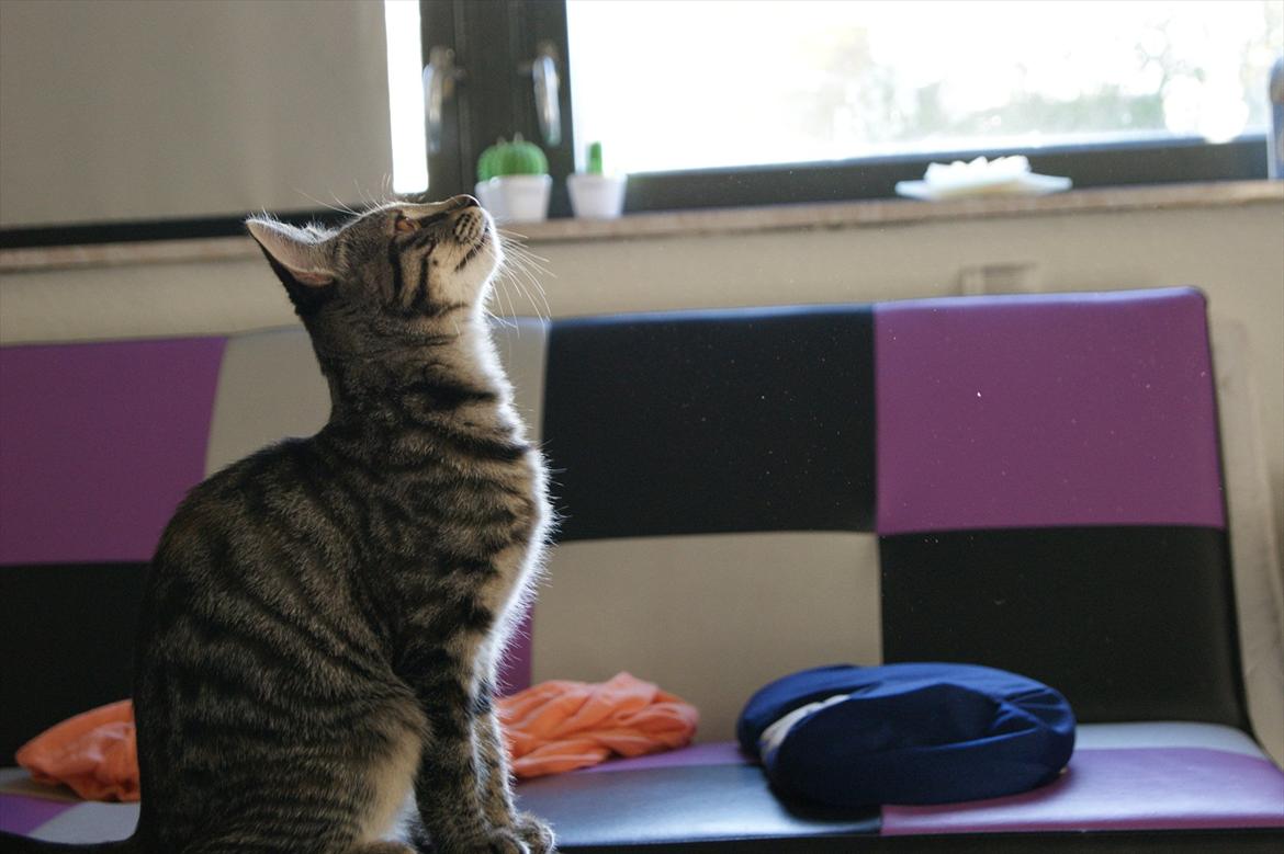 Blanding af racer Pucca - en flue! billede 17