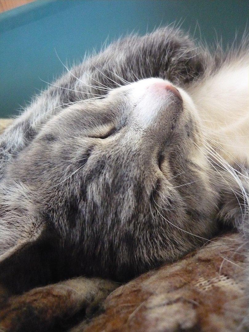 Huskat Oliver billede 4