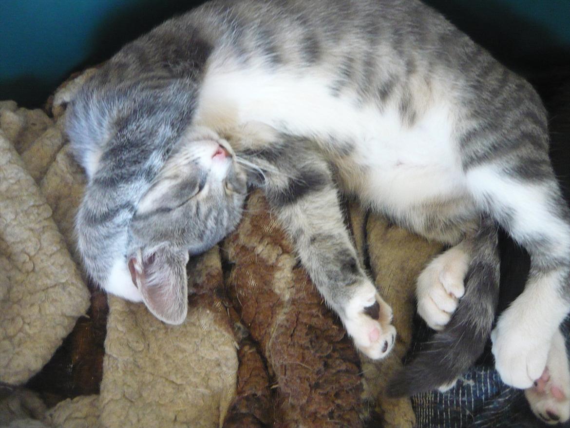 Huskat Oliver billede 9