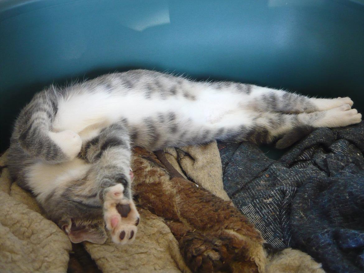 Huskat Oliver billede 11