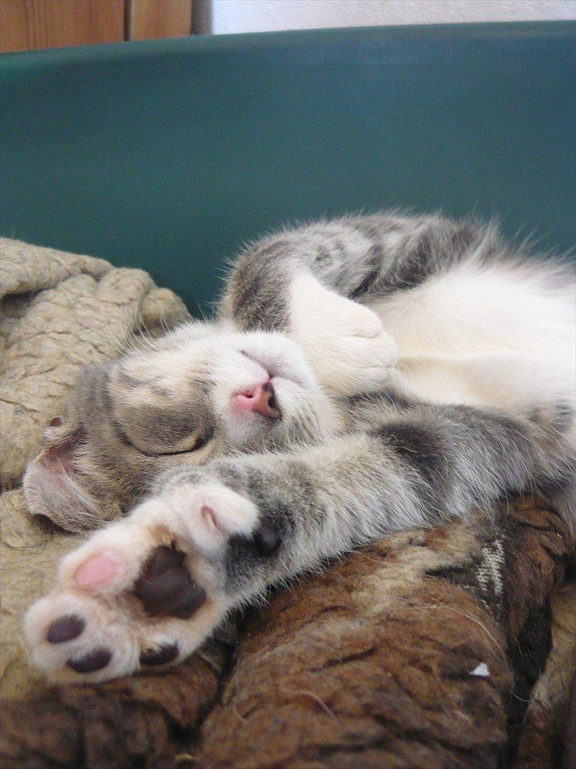 Huskat Oliver billede 12