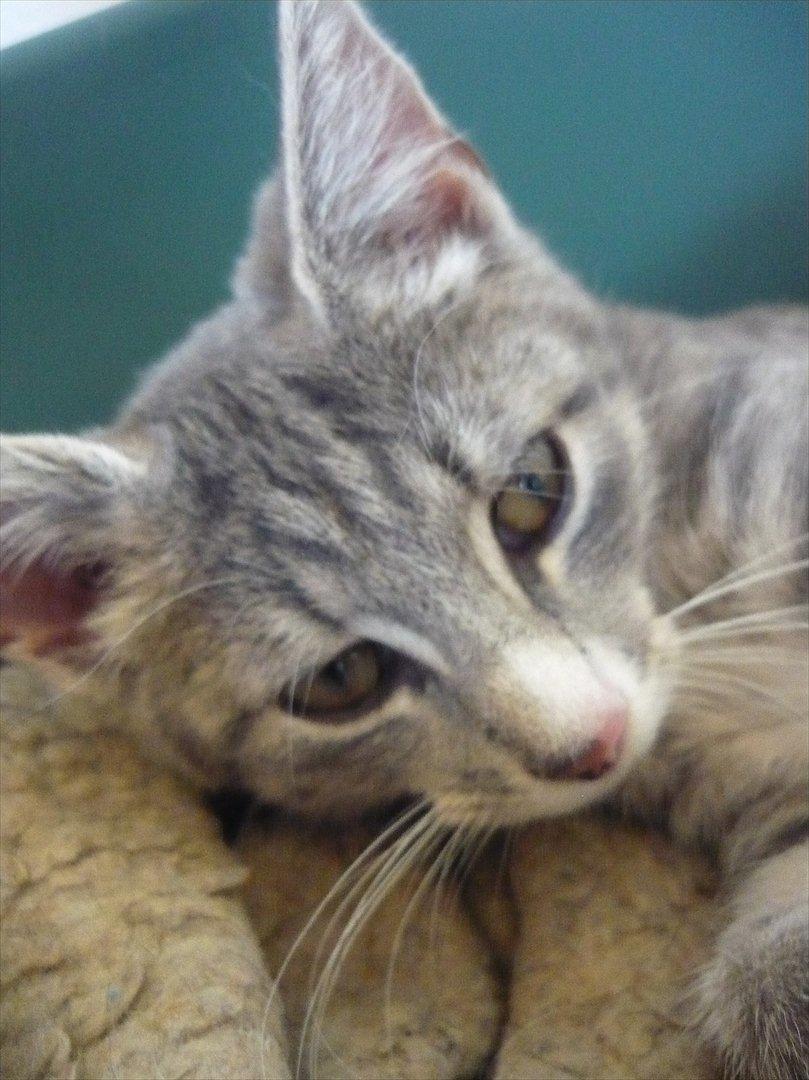 Huskat Oliver billede 13