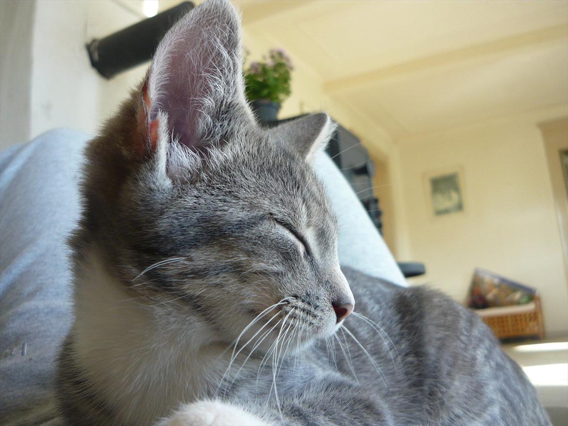 Huskat Oliver billede 14